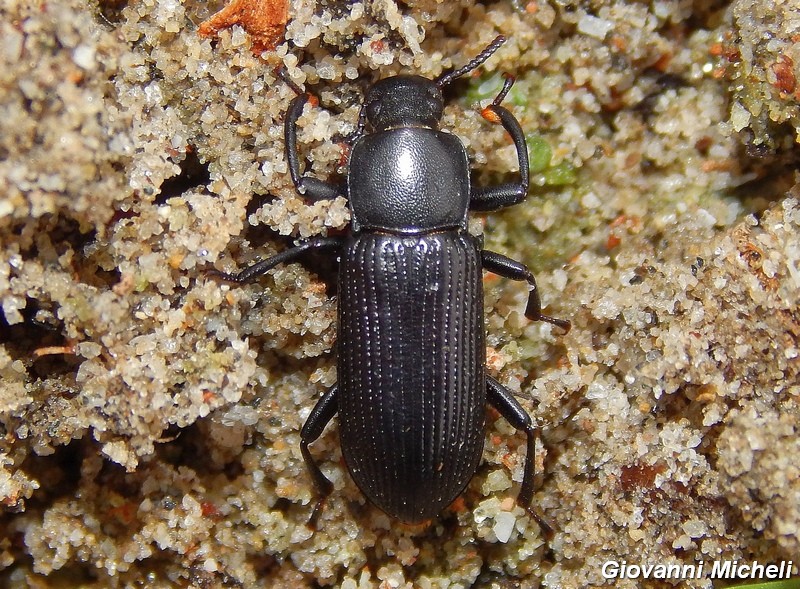 Serie di Tenebrionidae del Parco del Ticino